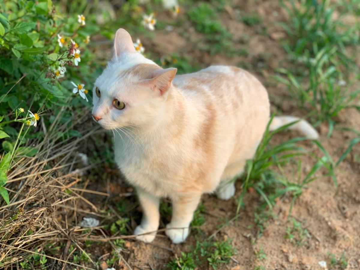 White Cat B&B Jinning Ngoại thất bức ảnh